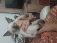 Safkan siyam yavru kedi