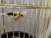 Güzel ötümlü gloster erkek kanarya