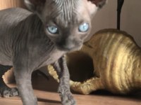 Diamond Sphynx Kittens Ozyfelines
