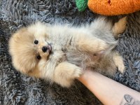 2.5 Aylık Pomeranian