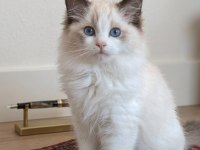 SECERELİ RAGDOLL YAVRULAR