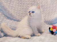Güzeller güzeli bir british shorthair prenses