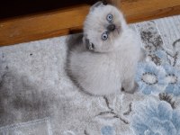 Scottish Fold Minnoşum