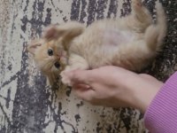 British shorthair ve scottish fold yavrular