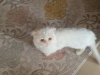 EĞİTİMLİ SAFKAN İRAN KEDİMİZ