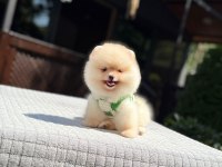 Sağlık ve ırk garantili pomeranian
