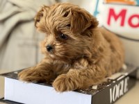 Petmode köpek çiftliğinden tea cup morkie