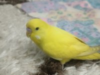 2 Aylık Muhabbet Kuşu