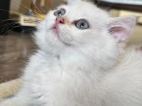 Golden Point Dişi British Shorthair