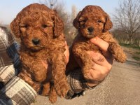 POODLE YAVRULARI ÜCRETSİZ DEĞİLDİR