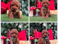 Toy Poodle Yavrularımız Ömürlük Aileleri Bekliyor
