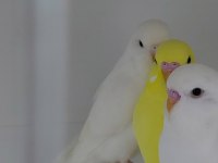 Renk renk Bebekler Alışma garantili muhabbet kuşlar