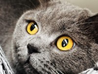 British shorthair kedisi