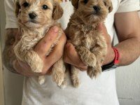 Maltipoo Kore kan bebekler
