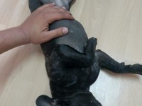 Mükemmel French Bulldog Yavrular
