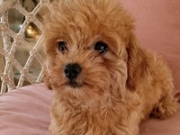 Maltipoo yavrular