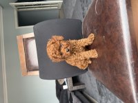 Ev ortamında büyüyen ped eğitimli mini boy poodle