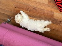 Maltipoo 3.5 aylık