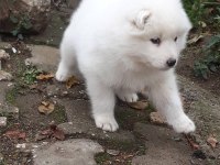 Samoyed yavrularımız ırk garantilidir