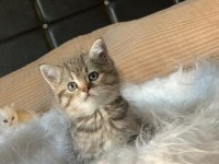 Show kalite british shorthair yavru