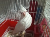 Yavru Albino Sultan Papağanı 60 Günlük