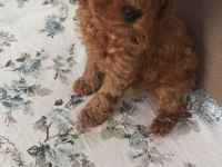 toy poodle erkek