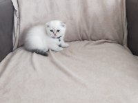 Son iki dişi scottish fold yavrum