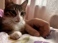 Tüm aşıları yapılmış kedimiz
