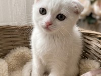 Yeşil gözlü pamuk şekerler