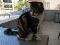 Maine coon ve tekir kırması kısır erkek