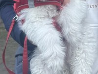 4 aylık terrier