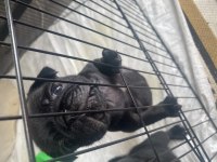 Pug yavrular