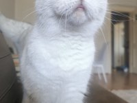 Scottish Fold Blue Eyes