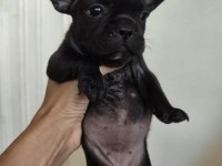 French bulldog yavruları sağlık garantili