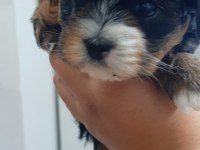 Dişi morkie