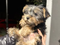 Yorkshire terrier yavrular