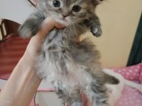 Scottish Fold Yavrularım