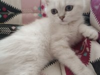 3 aylık bebek scottish fold