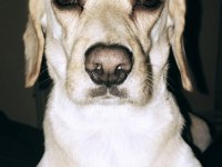 Köpeğimiz 2 kere terk edildi ömürlük yuvasını olun