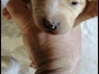 Maltese Terrier Çok Uygun Fiyat