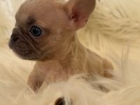 Micro boy french bulldog yavrum