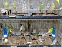KONUŞTURMALIK RENK GÜZELİ SHOW JUMBO MUHABBET KUŞLAR