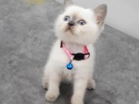 55 günlük British Shorthair dişi ve erkek yavrular