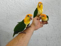 Dünya güzeli caique bebeklerim