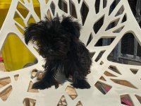 Egzotik Yorkshire terrier