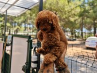 Toy poodle köpeği