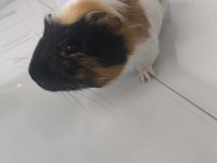 Ekim ayı doğumlu ginepig (erkek)