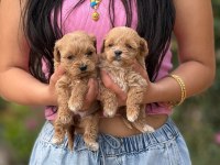 Tatlış Tatlış Maltipoo Bebişler