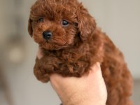 Poodle Orjinal