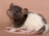 Rat - Dumbo Rat Yavrular ve Malzemeleri Adrese Teslim Var